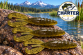 4" G Craw in Green Pumpkin with Black Flake Pack of 10