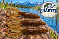 4" G Craw in Cinnamon with Black & Purple Pack of 10