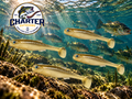 3.8" Swimbait in Tennessee Shad (Eye Color May Vary) Pack of 4